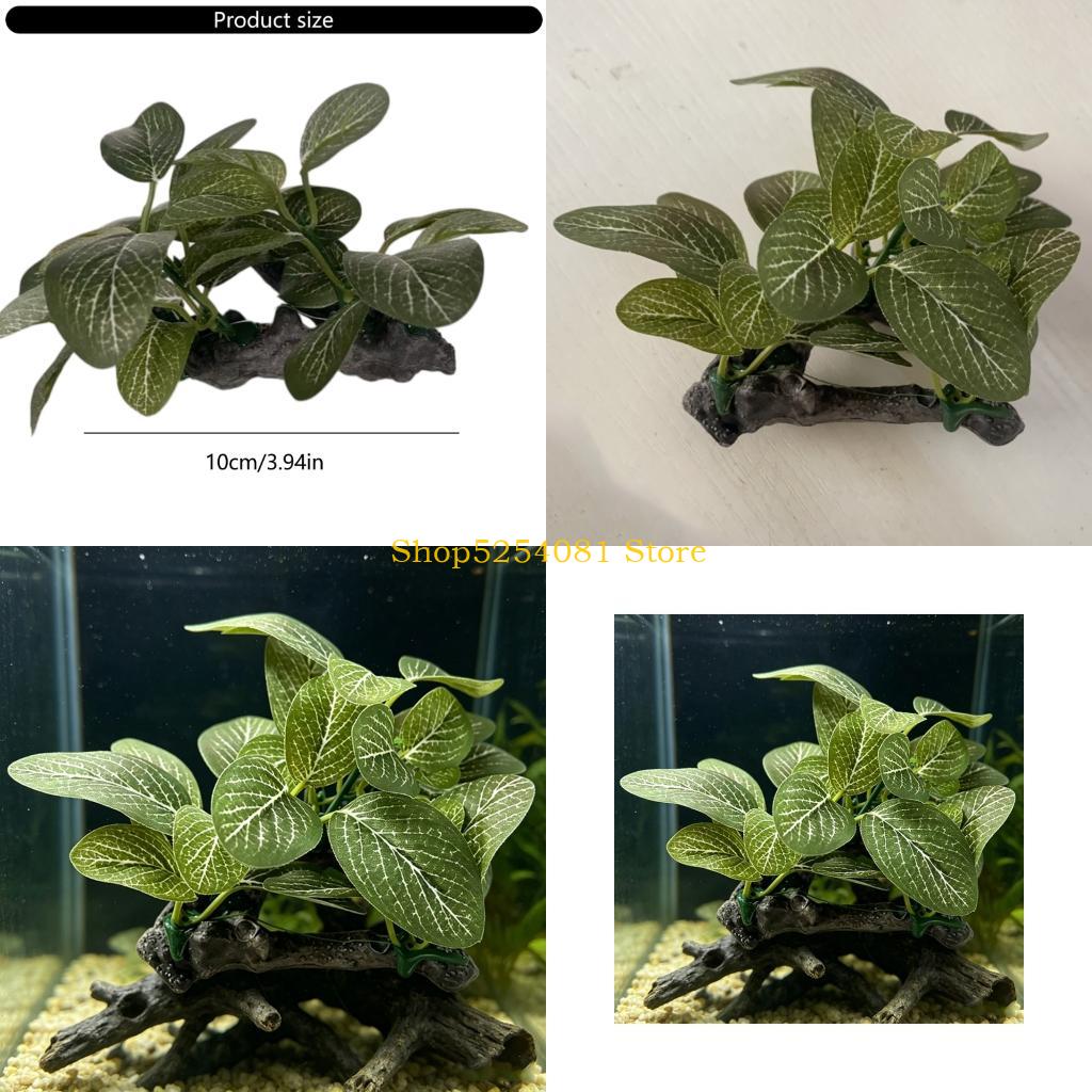Non Planted Aquarium Fish - AXYC Aquarium paysage bois flotté avec