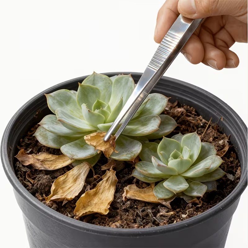 Planted Aquarium Tips - Ensemble de 2 pinces à épiler