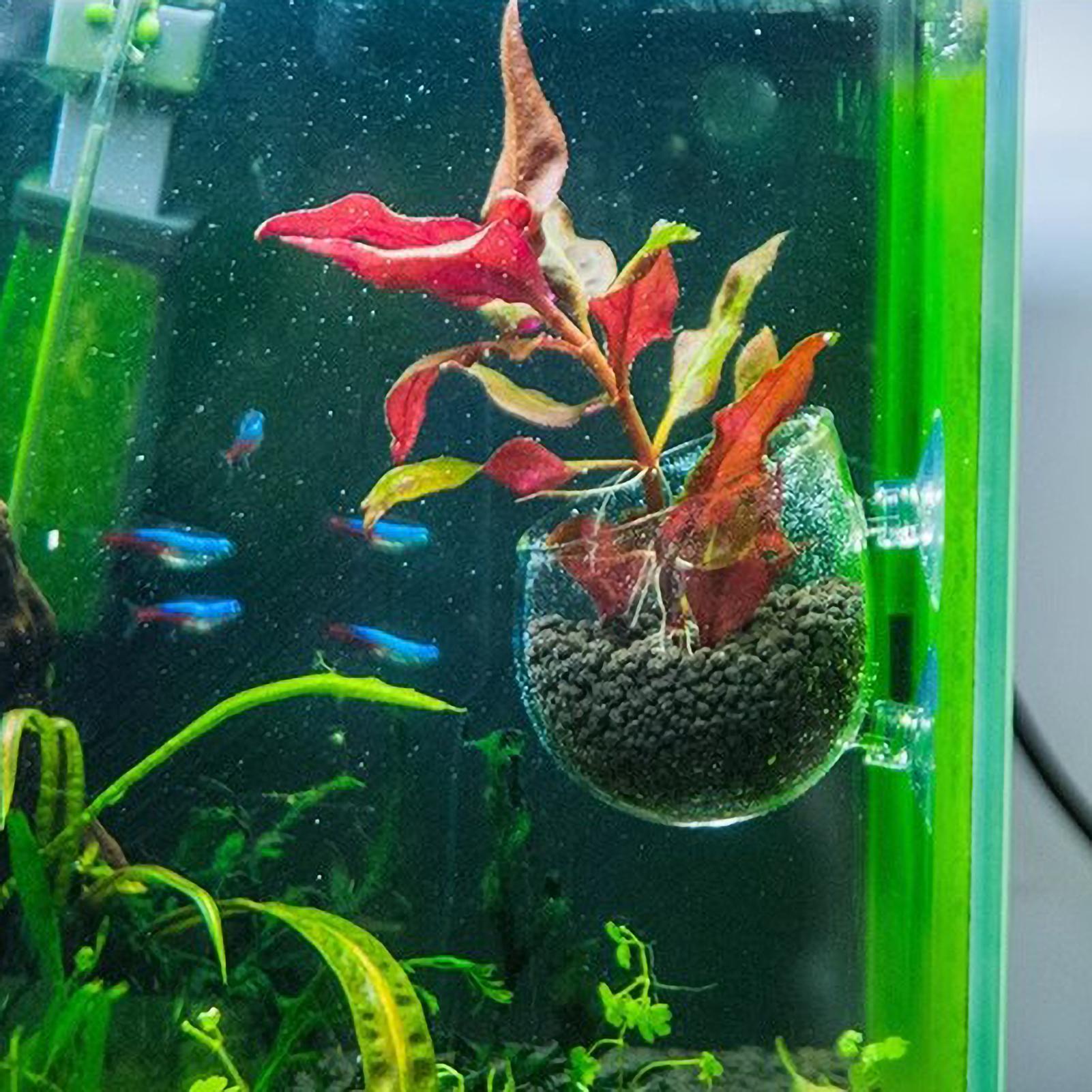 Support pour plantes d'aquariu - Aquarium Plant Gel avis et prix