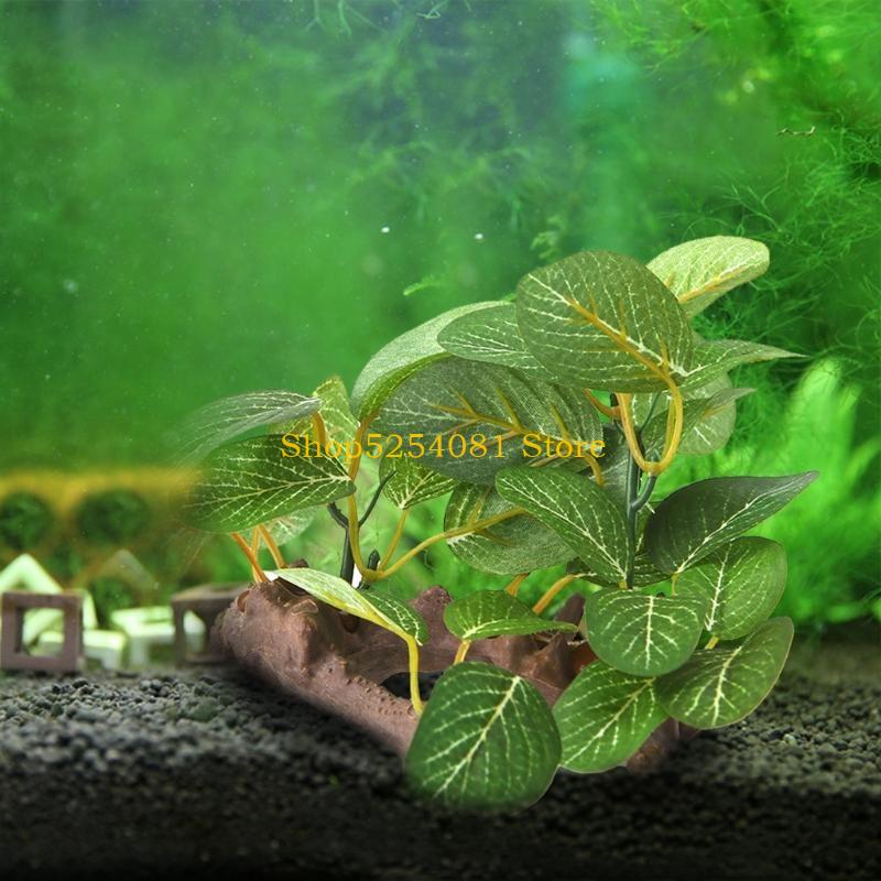 AXYC Aquarium paysage bois flo - Non Planted Aquarium Fish avis et prix
