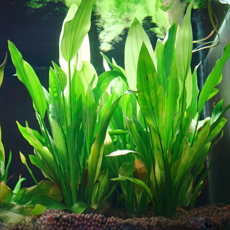 10 pièces de plantes aquatique - Non Planted Aquarium Fish avis et prix
